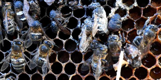 « De nombreux éléments de preuves pointent vers les néonicotinoïdes comme cause majeure » du déclin des abeilles