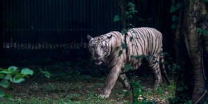 En près de vingt ans, plus de 2 300 tigres victimes de trafic saisis