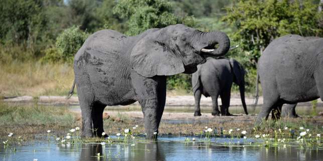 La protection des éléphants d’Afrique en suspens