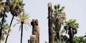 Pour sauver leurs palmiers, les Niçois divisés sur le choix des armes