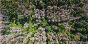Sécheresses, canicules et parasites déciment les forêts allemandes