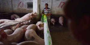 En Chine, la flambée du prix du porc, une crise majeure pour les autorités