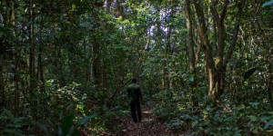Protection des forêts : Total prié d’accorder ses actes avec ses paroles en Afrique
