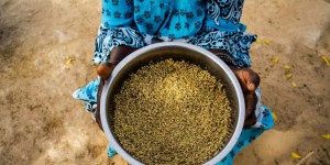 Riz, maïs, blé : des cultures moins productives et moins nutritives