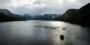 Le saumon, industrie à grande échelle et filon pour la Norvège