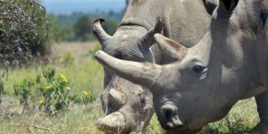 Des scientifiques obtiennent deux embryons d’une espèce de rhinocéros éteinte dans la nature