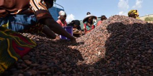Abidjan veut « sauver la forêt ivoirienne » dévorée par la culture du cacao