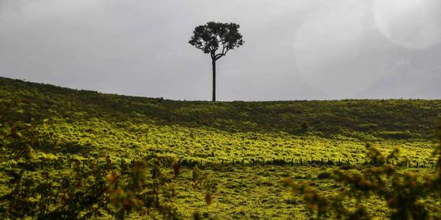 Brésil : la déforestation en Amazonie a augmenté de 93 % entre janvier et septembre