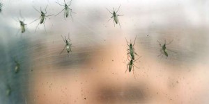 « La controverse autour du moustique stérilisateur d’Oxitec »