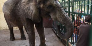 En Egypte, Naïma, dernier spécimen des éléphants d’Afrique du zoo de Guizeh, s’est éteinte