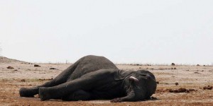 Au Zimbabwe, les éléphants victimes du réchauffement climatique