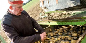 Agriculture : « La France en a gros sur la patate »