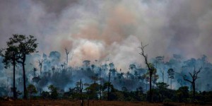 Amazonie : plus de 10 000 km2 déboisés en un an
