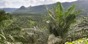 Chronologie : la taxation de l’huile de palme, deux ans de bataille législative