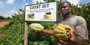 En Côte d’Ivoire, le cacao équitable tente de tenir ses promesses