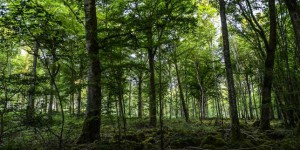 Création du onzième parc national français dans les forêts de Champagne-Bourgogne