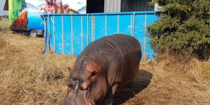 Jumbo, l’hippopotame au cœur de la bataille contre la détention d’animaux sauvages dans les cirques