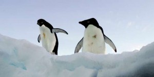 Nouvel échec d’un projet de sanctuaires marins en Antarctique