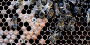 Les pesticides néonicotinoïdes continuent à menacer les abeilles, même lorsqu’ils ne sont plus utilisés