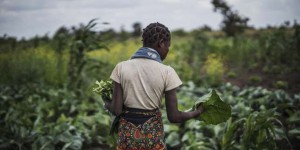« En Afrique, les paysans qui pratiquent l’agroécologie résistent mieux au changement climatique »