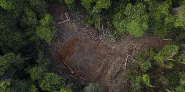 La déforestation en Amazonie brésilienne a plus que doublé en un an