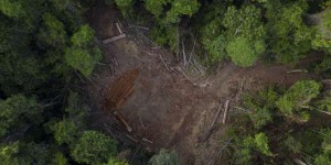 La déforestation en Amazonie brésilienne a plus que doublé en un an