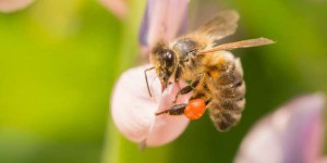 La justice interdit deux pesticides « tueurs d’abeilles »