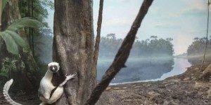 Les lémuriens de Madagascar menacés de disparition à cause du réchauffement