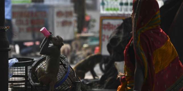 New Delhi impuissante face à la prolifération des singes