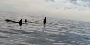 Des orques vues « pour la première fois » dans le détroit de Messine, en Méditerranée