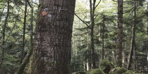 Plan B : une forêt pour enterrer ses morts de façon plus écologique