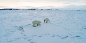 Le réchauffement climatique empêche les ours polaires de partir en chasse