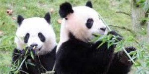Zoo de Beauval : la femelle panda Huan Huan inséminée artificiellement
