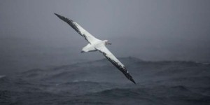 Des albatros pour repérer les pêcheurs illégaux dans les mers australes