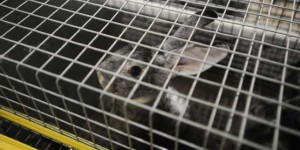 Cages nues, espace minimal : les conditions d’élevage des lapins mises en cause par une agence européenne