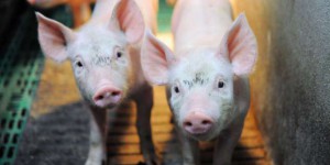 La France veut interdire le broyage des poussins et la castration à vif des porcelets à la fin de 2021