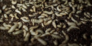 La France se pique d’élevage d’insectes