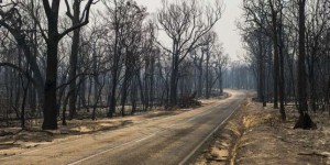 Incendies en Australie : quelles seront les conséquences pour les forêts ?