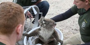 « Tous les jours, nous trouvons des survivants » : en Australie, une course contre la montre pour sauver les animaux victimes des incendies