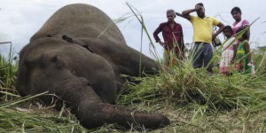 Une nouvelle guerre au Sri Lanka, entre l’homme et l’éléphant