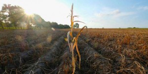 « La PAC, une catastrophe agricole commune »