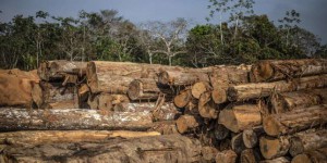 Le Pérou va relancer ses concessions forestières en Amazonie