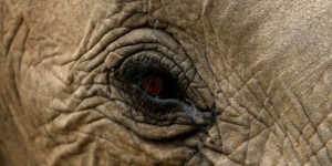 Sénégal : un éléphant observé en liberté pour la première fois depuis des années