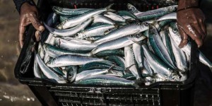 La taille des anchois et des sardines diminue sous l’effet du réchauffement