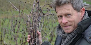 Dans les vignobles de Pommard, histoire d’une conversion au bio