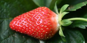 Agricool, la start-up qui fait pousser des fraises et des salades dans des containers