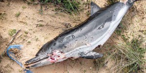 Echouage massif de dauphins sur les côtes françaises