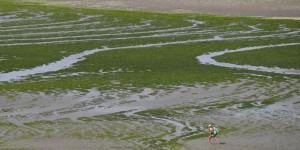 Evaluer l’action publique contre les algues vertes : une gageure