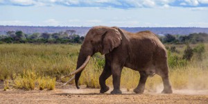 Kenya : mort de Tim, l’un des derniers éléphants aux défenses géantes