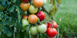 Ce que l’on sait du ToBRFV, le virus tueur de tomates